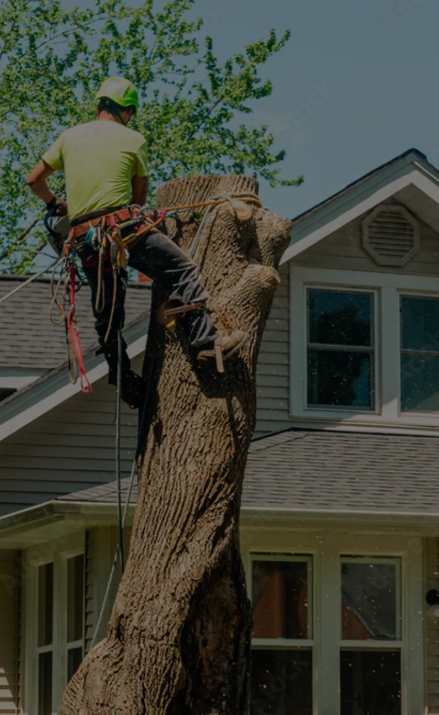 Dutchess County Tree Removal